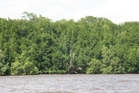 Kumai River Bank