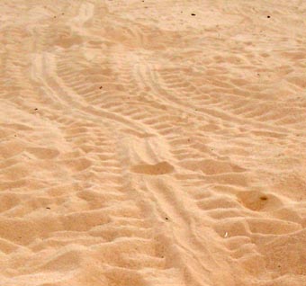 Turtle Tracks
