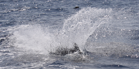 Splash!