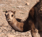 Escaped Camel