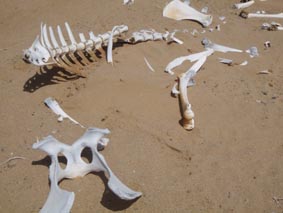 Camel Bones