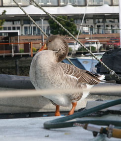 The Cairns Goose